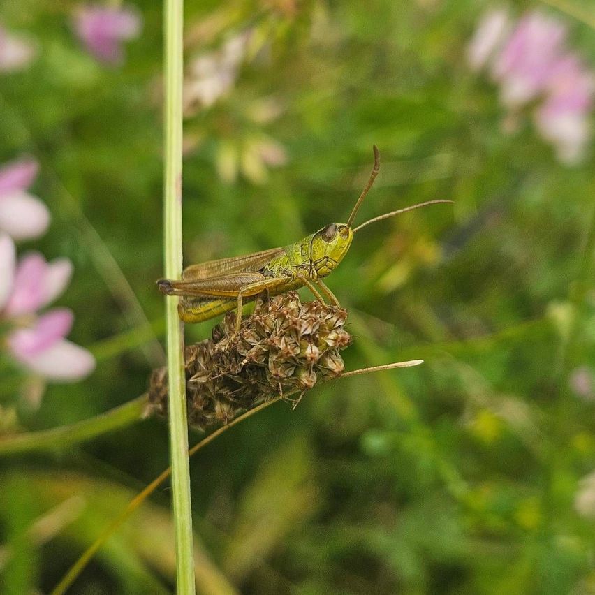 A green grasshopper with long antennae perches on a small plant amidst a field of pink flowers.