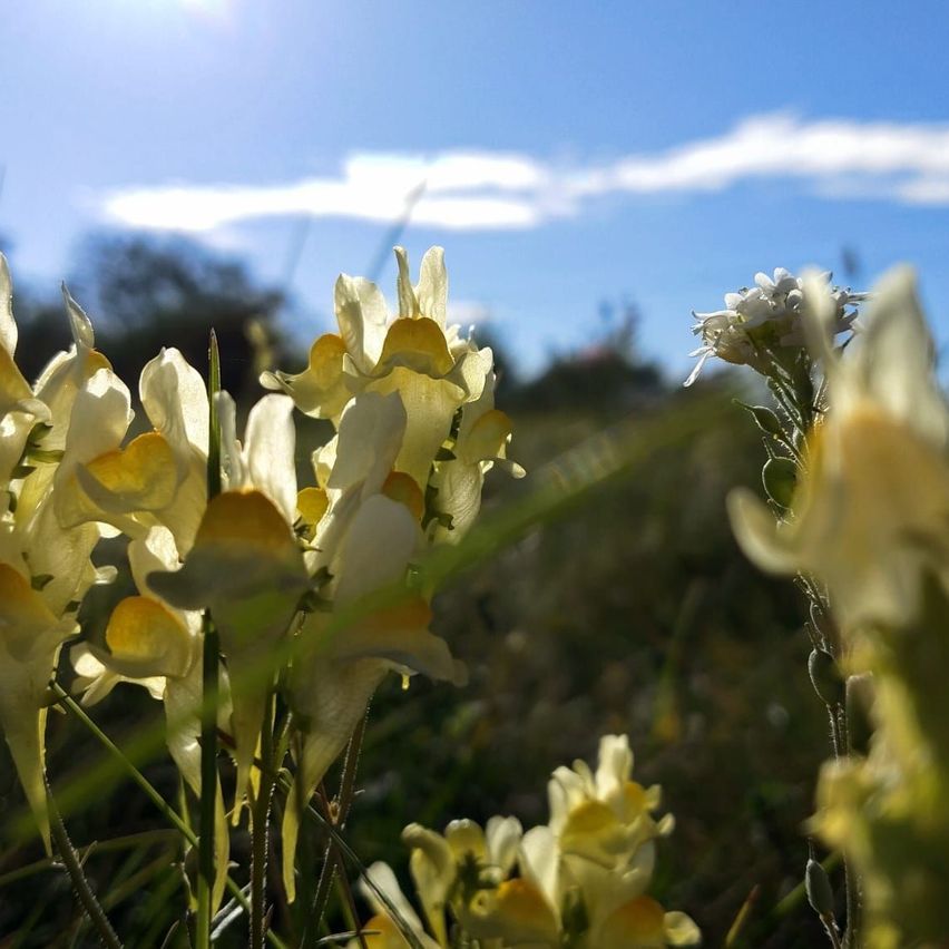 A close-up of several yellow and white flowers in a field under a bright blue sky with some clouds.
