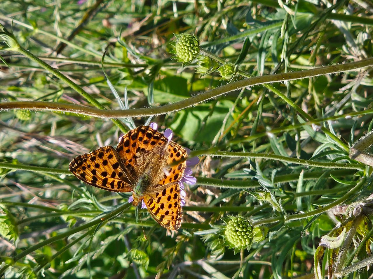 A butterfly with orange and black spotted wings rests on a small purple flower, surrounded by green plants.