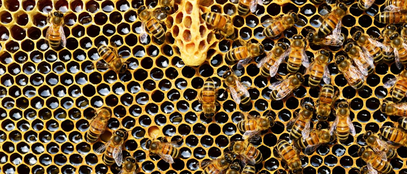 Eine Nahaufnahme eines Bienenwaben mit zahlreichen Bienen, einige fliegen, andere ruhen und einige arbeiten an der Wabe. Die Wabe ist mit Honig gefüllt.