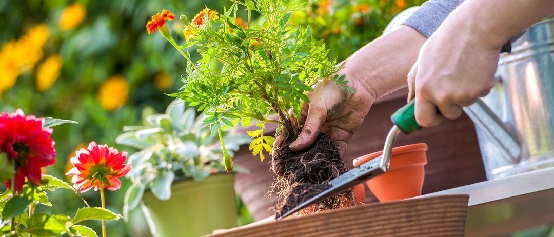 Eine Person pflanzt eine kleine Topfpflanze in einem Garten mit orangefarbenen Blumen und grünen Blättern, wobei ein Gartenwerkzeug verwendet wird.