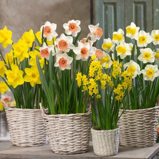 Drei Weidenkörbe, gefüllt mit verschiedenen Narzissen in Weiß, Gelb und Orange, stehen auf einem Holztisch. Die Blumen sind so angeordnet, dass ihre Farben zur Geltung kommen.