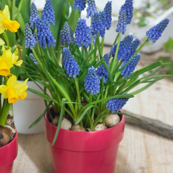 Eine Nahaufnahme eines rosa Topfes mit blauen Traubenhyazinthen, links daneben ein gelber Narzisse in einem separaten Topf.