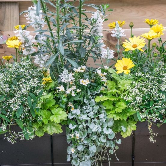 Ein hölzerner Pflanzkasten gefüllt mit einer Vielzahl weißer, gelber und grüner Pflanzen. Die Blüten sind hell und vielfältig, mit einer Mischung aus kleinen und großen Blüten.