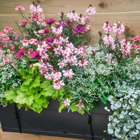 Ein schwarzer Pflanzkasten gefüllt mit einer Vielfalt von Blumen, darunter rosa, lila und weiße Blüten. Die Blumen sind von grünen Blättern umgeben und gegen eine Holzwand gestellt.