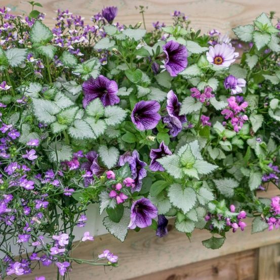 Ein hölzerner Pflanzkasten mit einer Vielzahl von lila Blumen, darunter Stiefmütterchen und Veilchen, auf einer Holzoberfläche angeordnet.