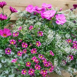 Ein Nahaufnahme eines Pflanzkastens voller pinker und weißer Blumen, vor einem hölzernen Hintergrund.