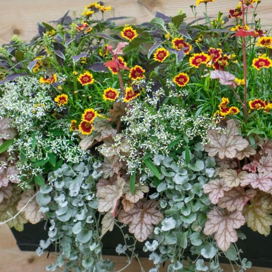 Ein Blumenkasten mit einer Vielfalt an Pflanzen, darunter rote, gelbe und weiße Blüten sowie grüne Blätter in verschiedenen Grüntönen.