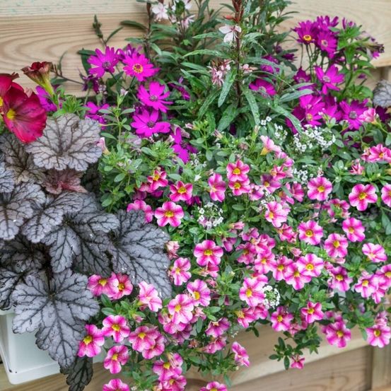 Eine farbenfrohe Blumenkomposition mit rosa und lila Blüten, grünen Blättern und silberrandigen Blättern, in einem weißen Pflanzgefäß vor einem hölzernen Hintergrund angeordnet.