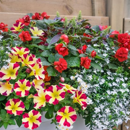 Ein weißer Blumenkasten gefüllt mit leuchtenden roten, gelben und weißen Blumen. Die Anordnung umfasst rote und gelbe Petunien, rote Rosen und weiße kleine Blumen, alles vor einem hölzernen Hintergrund.