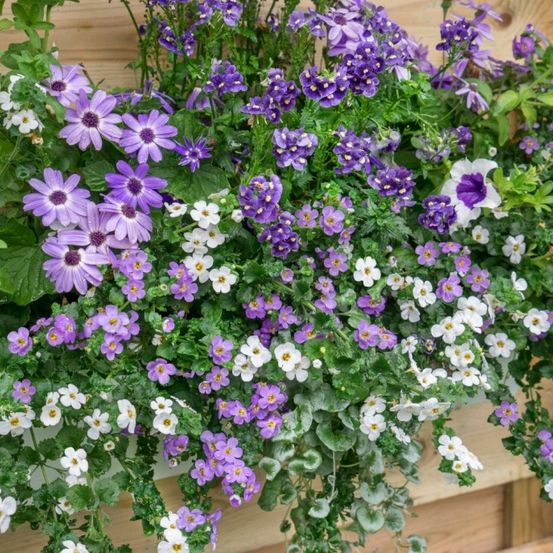 Eine farbenfrohe Blumenschau mit lila und weißen Blüten in einem hölzernen Pflanzkasten. Die Blumen sind üppig und blühend, einige hängen herab.