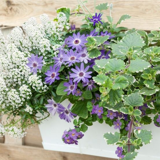 Ein weißer Blumenkasten mit einer Mischung aus weißen und lila Blumen und grünen Blättern. Die Blumen sind in voller Blüte, und die Blätter sind üppig und lebendig.