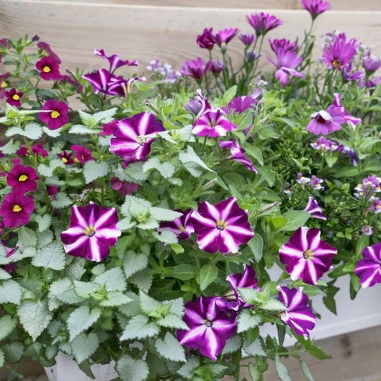 Ein weißer Pflanzkasten mit lila und gelben Blumen steht auf einer Holzoberfläche. Die Blumen haben leuchtende Farben und verschiedene Formen.