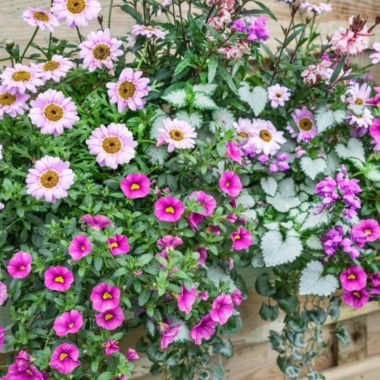 Ein hölzerner Pflanzkasten gefüllt mit einer Vielfalt an rosa und lila Blüten mit gelben Zentren, vor einem hölzernen Hintergrund.