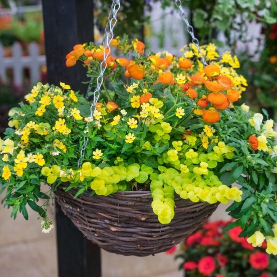 Ein hängender Korb voller leuchtender gelber und orangefarbener Blumen. Der Korb ist geflochten und an einer Metallkette befestigt. Die Blumen sind in voller Blüte.