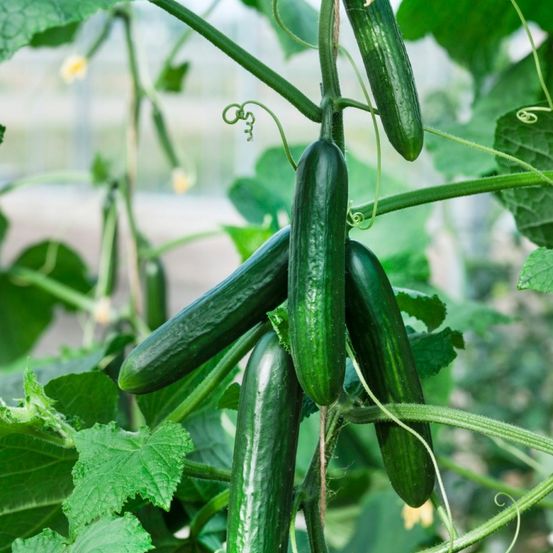 Eine Nahaufnahme von mehreren grünen Gurken, die an einem Rankgewächs mit grünen Blättern und Ranken in einem Gewächshaus wachsen.