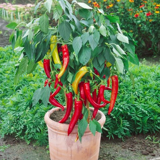 Eine Topfpflanze mit leuchtend roten und gelben Paprikaschoten in einer Gartenumgebung.