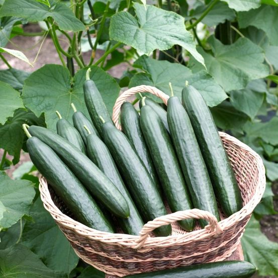 Ein Korb voller frischer Gurken steht zwischen großen grünen Blättern. Die Gurken sind gerade und leuchtend grün. Der Korb ist geflochten und auf einer Holzoberfläche platziert.
