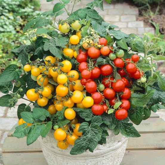 Ein Topf mit Tomatenpflanzen mit roten und gelben Tomaten auf einem Holztisch.