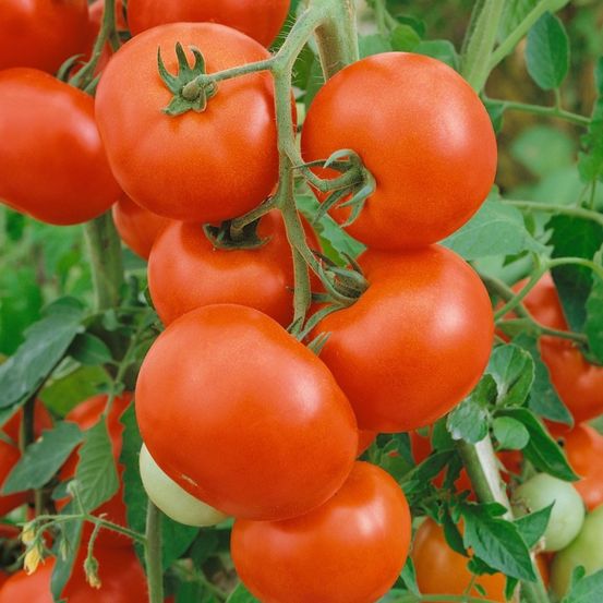 Eine Nahaufnahme von reifen, leuchtend roten Tomaten, die an einem Ranken wachsen, mit grünen Blättern und einem leicht unscharfen Hintergrund.