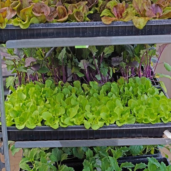 Drei Ebenen aus schwarzen Plastikschalen halten grüne und rote Blattpflanzen, einschließlich Salat und möglicherweise Spinat, auf einem Metallregal.