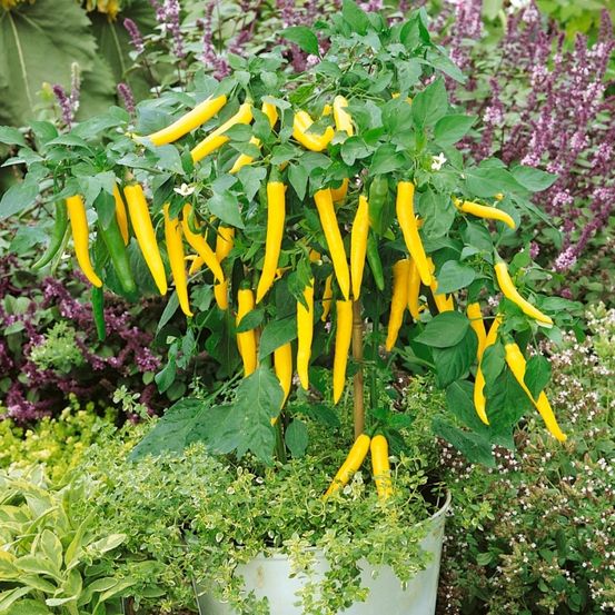 Ein Nahaufnahme eines Topfes mit einer Pflanze, an der zahlreiche gelbe Paprika hängen, umgeben von verschiedenen lila und grünen Pflanzen.