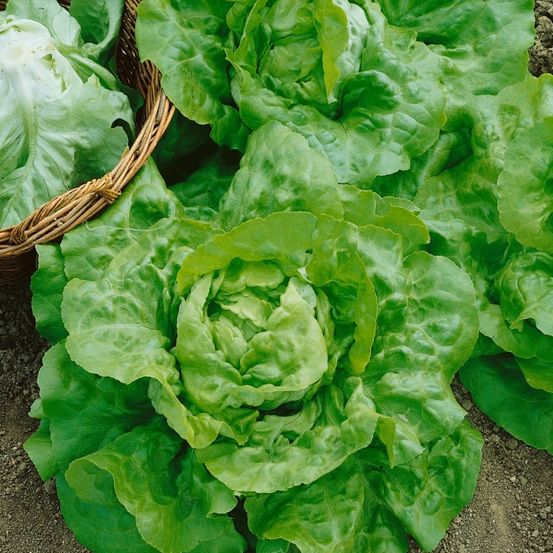 Eine Nahaufnahme mehrerer Köpfe grünen Salats, einige noch in ihren Körben, andere auf dem Boden liegend.