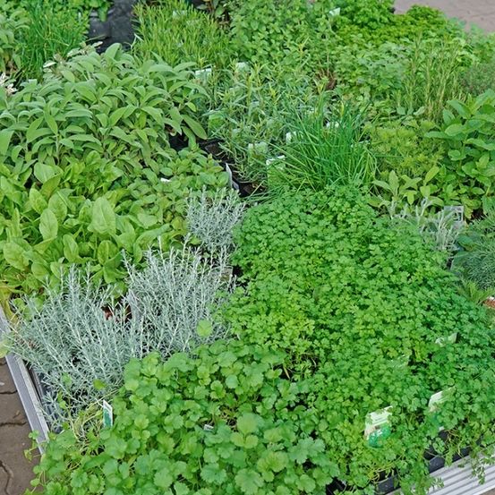 Ein Garten im Freien mit verschiedenen grünen Kräutern in Töpfen, die in Reihen angeordnet sind. Zu den Pflanzen gehören Koriander, Petersilie und andere. Der Garten befindet sich auf einer Betonoberfläche.