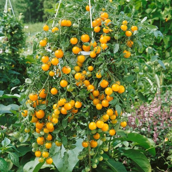Ein Büschel gelber Kirschtomaten hängt von einem weißen Topf in einem Garten. Die Tomaten sind klein und rund, und die Blätter sind grün.