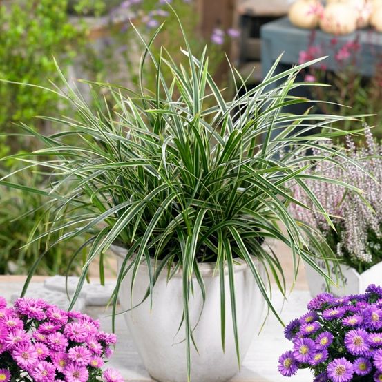 Ein Nahaufnahme einer hohen, schlanken Pflanze mit gestreiften Blättern in einem weißen Topf, umgeben von violetten Blumen.