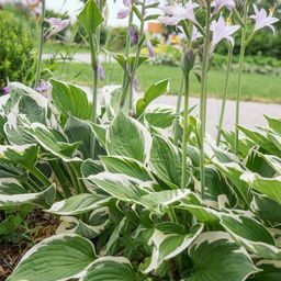 Im Bild ist ein Gartenbeet mit üppigen, bunten Blättern und hohen lila Blüten zu sehen. Die Blumen blühen auf hohen Stielen über dem grünen Laub.