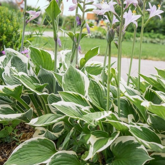 Im Bild ist ein Gartenbeet mit üppigen, bunten Blättern und hohen lila Blüten zu sehen. Die Blumen blühen auf hohen Stielen über dem grünen Laub.