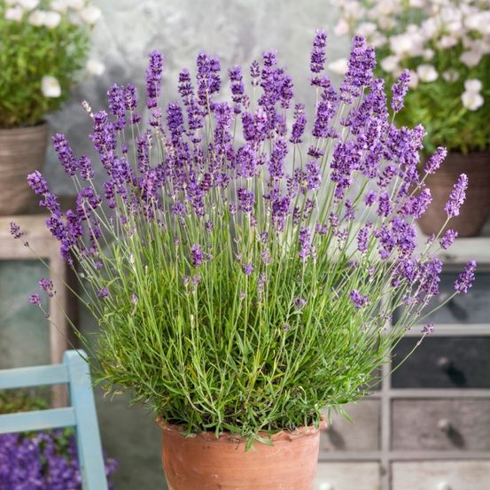 Ein Topf mit einer Lavendelpflanze mit dichten lila Blüten steht auf einem Tisch, neben einem blauen Stuhl. Im Hintergrund befinden sich zwei weitere Topfpflanzen.