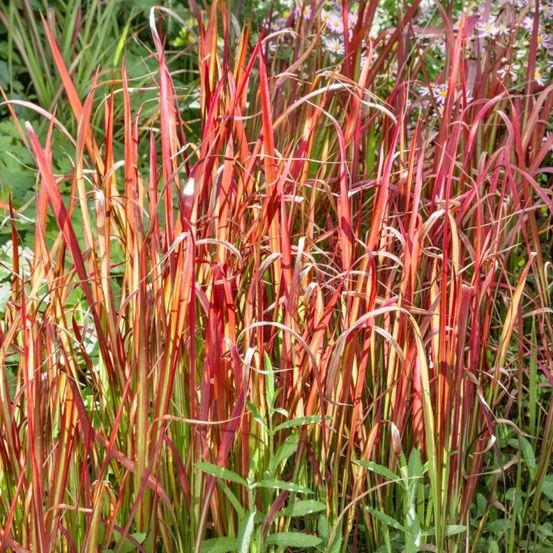 Ein Garten voller hoher roter und grüner Gräser, einige mit weißen Spitzen, und ein paar Gänseblümchen im Hintergrund.
