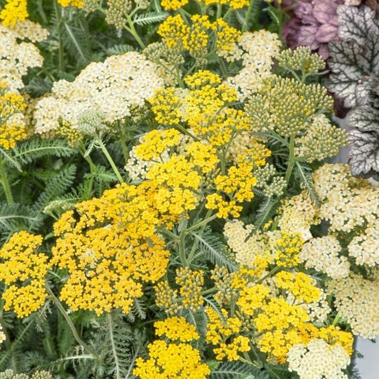 Eine Nahaufnahme eines Gartens voller gelber und weißer Schafgarbenblüten mit grünen Blättern und anderen Pflanzen im Hintergrund.