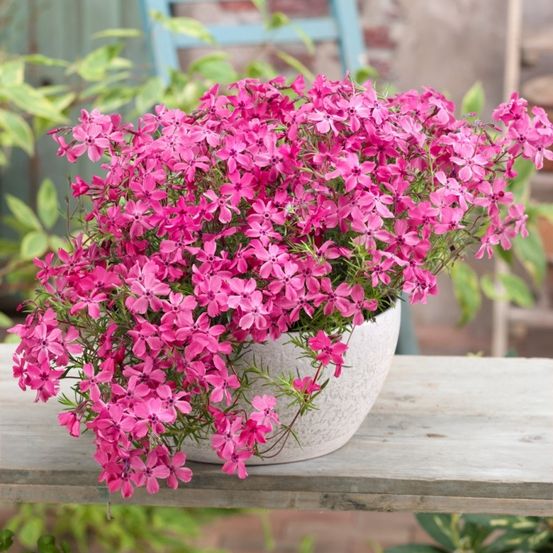 Ein Topf mit leuchtend rosa Blumen steht auf einem Holztisch, umgeben von Grünpflanzen und einem blauen Stuhl im Hintergrund.
