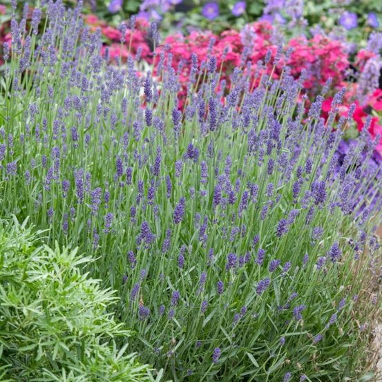 Ein Garten mit Lavendelblumen und anderen bunten Pflanzen. Der Lavendel hat lila Blüten mit grünen Blättern. Der Hintergrund hat rosa und lila Blumen.