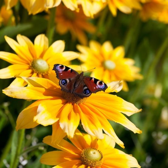 Ein Schmetterling mit leuchtend orangefarbenen und schwarzen Flügeln sitzt auf einer gelben Blume. Die Blume hat ein grünes Zentrum und ist von anderen gelben Blüten umgeben. Der Hintergrund ist unscharf.
