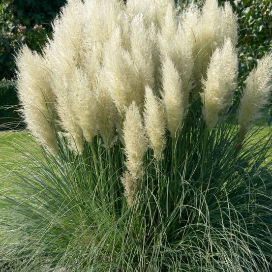 Ein Nahaufnahme einer Pflanze mit flauschigen weißen Blüten und grünen Blättern in einem Garten.