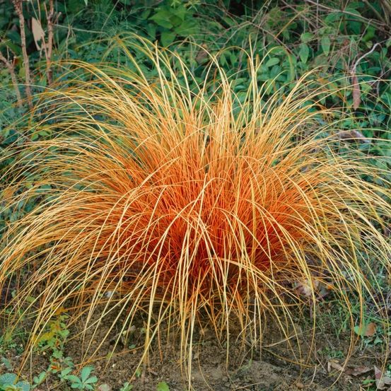 Eine Pflanze mit leuchtend orangen und gelben spitzen Blättern wächst auf dem Boden. Der Hintergrund ist unscharf mit grünen Pflanzen.