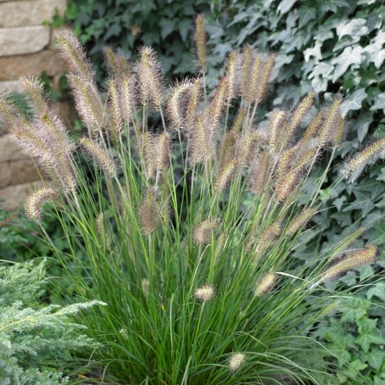Ein Nahaufnahme von Ziergras mit flauschigen, braunen, federartigen Spitzen, die in einem Garten wachsen. Grüne Blätter umgeben die Pflanze.