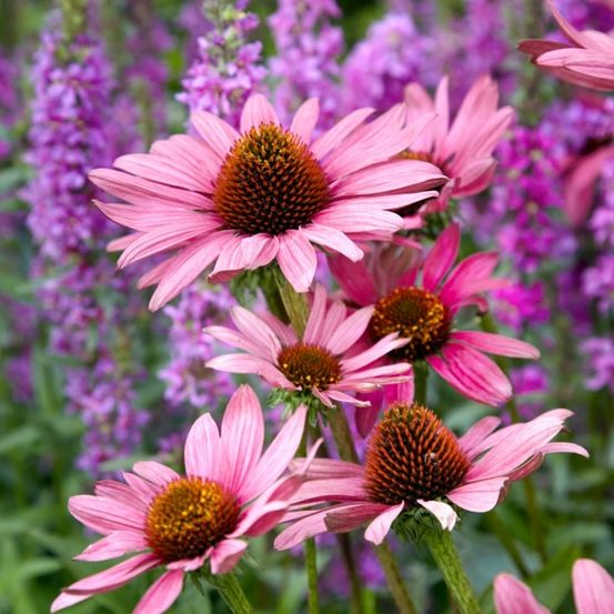 Ein Nahaufnahme von mehreren rosafarbenen Sonnenhüten mit braunen Zentren in einem Garten, umgeben von lila Blüten.