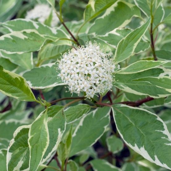 Eine Nahaufnahme einer Pflanze mit weiß-grünen, gescheckten Blättern und einem Büschel kleiner weißer Blüten in der Mitte.