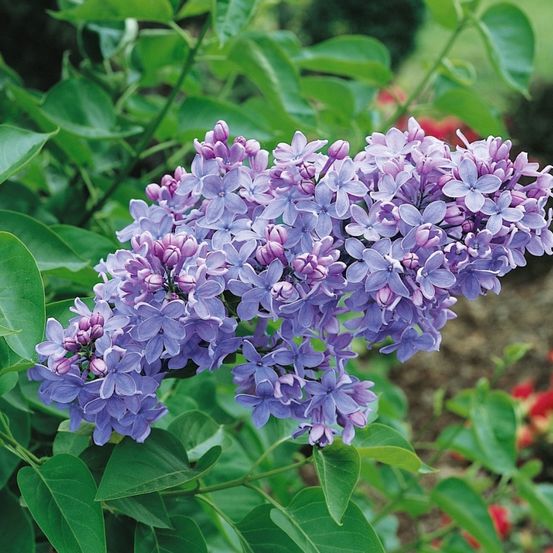 Ein Haufen lila Fliederblüten mit üppigen grünen Blättern in einem Garten.