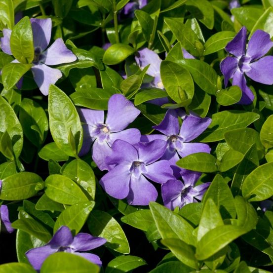 Ein Nahaufnahme einer Gruppe von lila Periwinkle-Blumen mit leuchtend grünen Blättern.