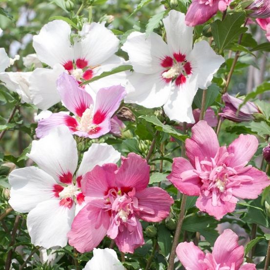 Ein Cluster von leuchtend rosa und weißen Blumen mit roten Zentren, die auf einem Busch mit grünen Blättern wachsen.