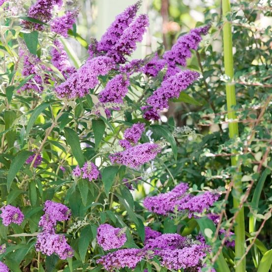 Ein Nahaufnahme einer Pflanze mit leuchtend violetten Blüten, üppigen grünen Blättern und einem unscharfen Hintergrund, möglicherweise in einem Garten.