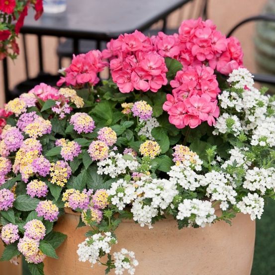 Ein großer Terrakotta-Topf gefüllt mit einer Vielzahl von Blumen: pink, weiß und gelb, mit grünen Blättern. Dahinter ein schwarzer Tisch und Stühle.