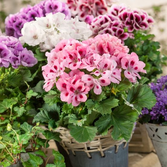 Eine Nahaufnahme eines Korbes, gefüllt mit rosa und weißen Geranien. Die Blumen haben gefleckte Blütenblätter und grüne Blätter. Der Korb ist geflochten und auf einer Holzoberfläche platziert.