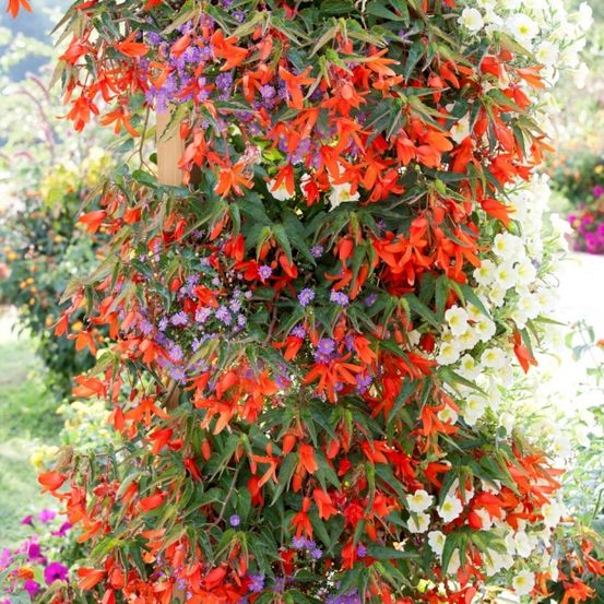 Ein vertikaler Garten mit leuchtend roten und lila Blumen, einige mit weißen Spitzen, vor dem Hintergrund grüner Blätter und einer sonnigen Außenumgebung.